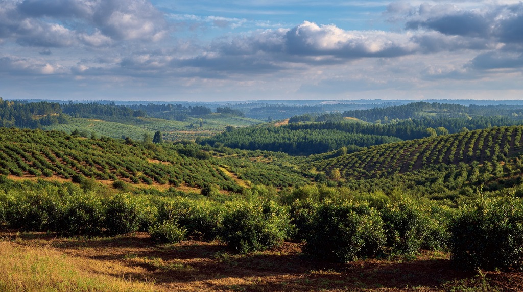 Panoramski pogled na plantažu na kojoj je aronija sa redovima pravilno zasađenih grmova na valovitom terenu